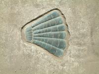 2) Shell Forms 1 