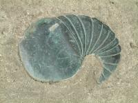 Shell Forms 4