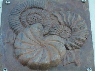 4) Three ammonites