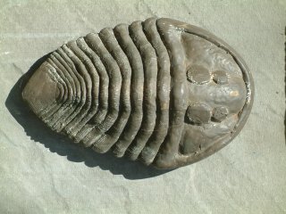 1) Trilobite