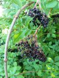 Elderberries