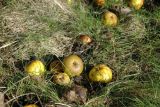 Crab apples, malus sylvestris