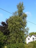 Silver Birch