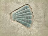 Shell Forms 1