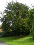 Yew tree  Taxus baccata