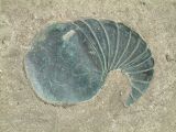 Shell Forms 4