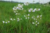 Cuckoo flower
